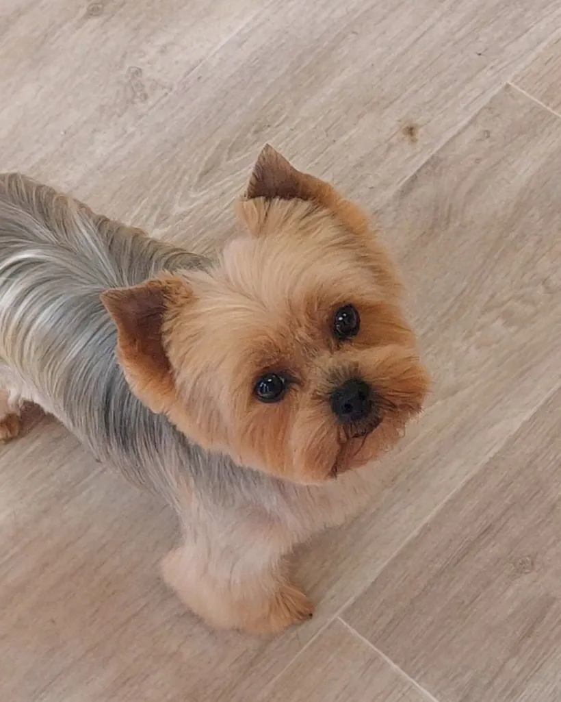 Yorkshire Terrier après toilettage au salon