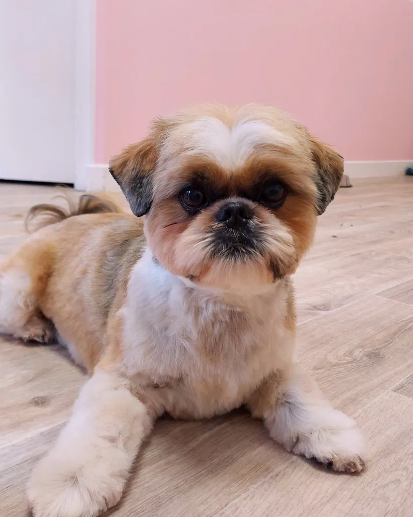 Shih Tzu après toilettage au salon