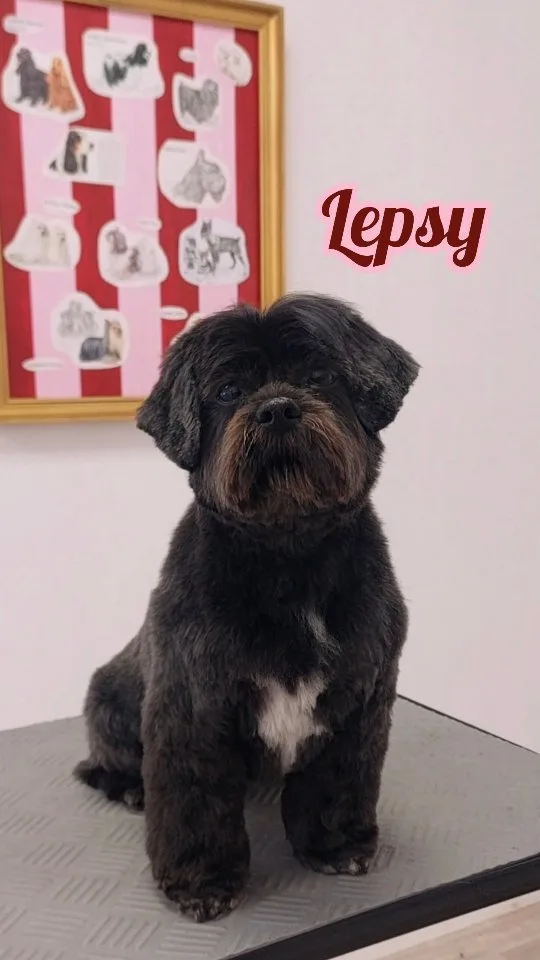 Lepsy, lhassa apso, après toilettage